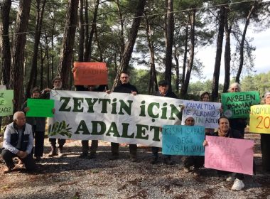 Zeytin savunucuları